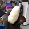 Sidesaddle Queen - Image 7