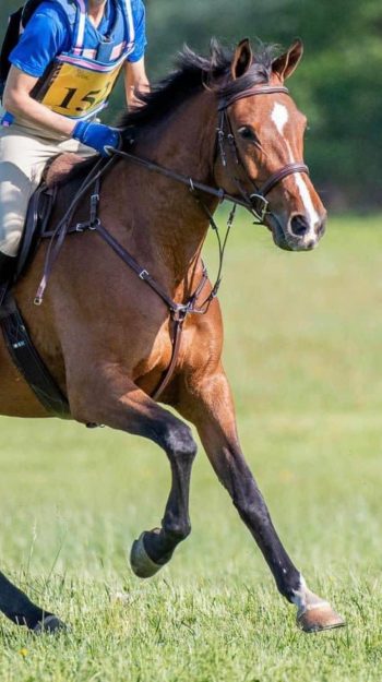 Fancy Stitch Bridge Breastplate