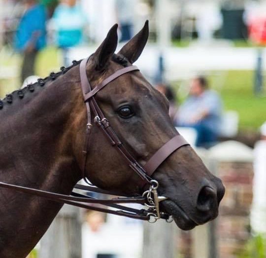 Amy Hunt Bridle - Black Diamond Designs