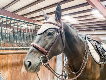 Fancy Stitch Standing Martingale - Image 8