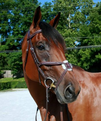 Figure-8 Bridle