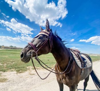 Fancy Stitch Standing Martingale