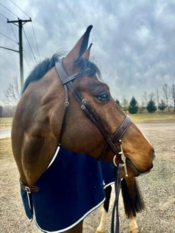 The Derby Bridle-Wide Noseband Unpadded Bridle - Image 2