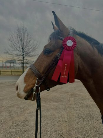 The Derby Bridle-Wide Noseband Unpadded Bridle - Image 3
