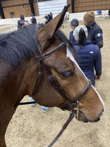 The Derby Bridle-Wide Noseband Unpadded Bridle - Image 5