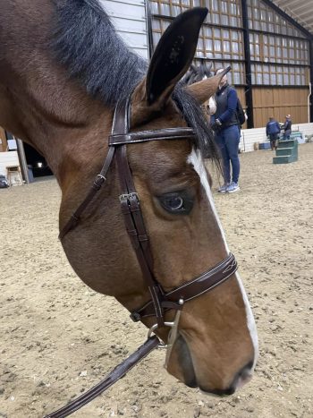 The Derby Bridle-Wide Noseband Unpadded Bridle - Image 6