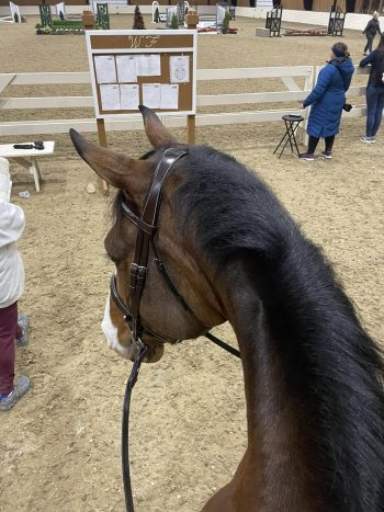The Derby Bridle-Wide Noseband Unpadded Bridle - Image 7