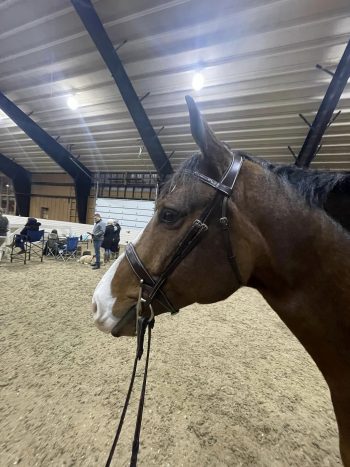 The Derby Bridle-Wide Noseband Unpadded Bridle - Image 8