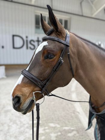 Fancy (Double stitched) Bridle with Padded Noseband and Browband