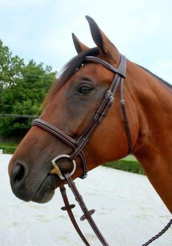 Standard Width Noseband Bridle