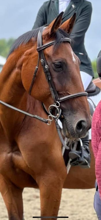 Standard Width Noseband Bridle - Image 3