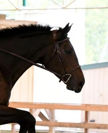 Standard Width Noseband Bridle - Image 6