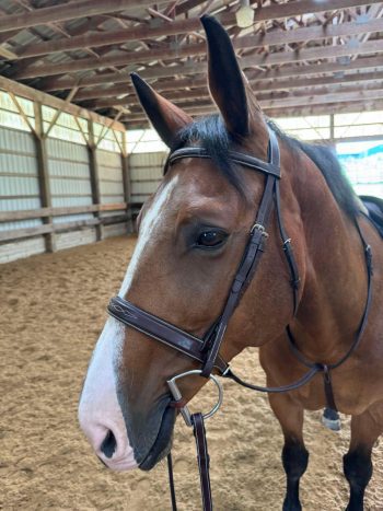 Traditional (Non-Monocrown) Bridle