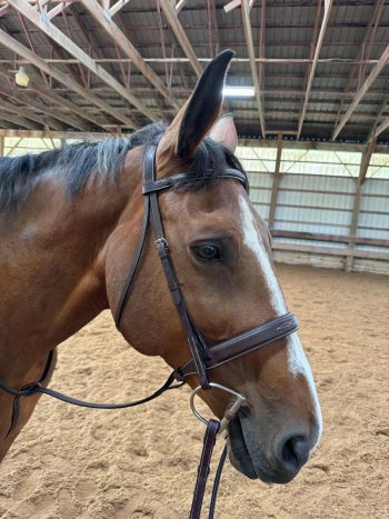 Traditional (Non-Monocrown) Bridle - Image 3